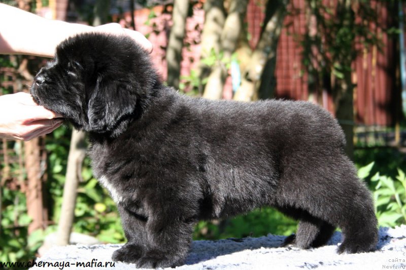 Фотография № 189466