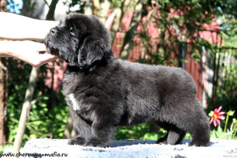 Фото: ньюфаундленд Chernaya Mafia Ace in the Hole (Черная Мафия Асе ин тхе Холе)