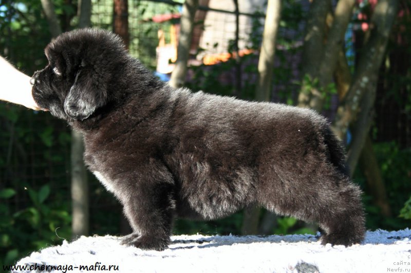 Фото: ньюфаундленд Chernaya Mafia Ace in the Hole (Черная Мафия Асе ин тхе Холе)