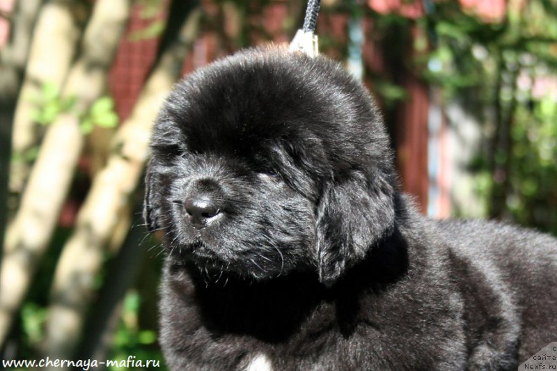 Фото: ньюфаундленд Chernaya Mafia Ace in the Hole (Черная Мафия Асе ин тхе Холе)