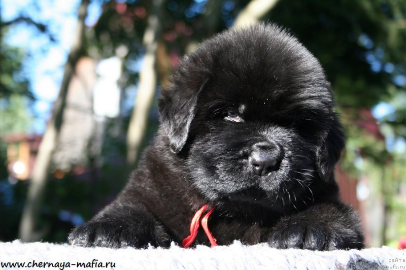 Фотография № 189471