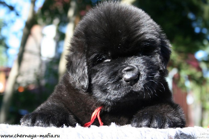 Фотография № 189472