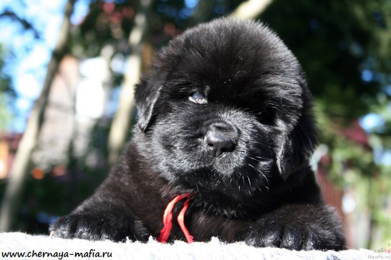 Фотография № 189473