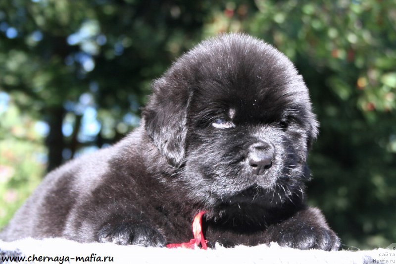 Фото: ньюфаундленд Chernaya Mafia Ace in the Hole (Черная Мафия Асе ин тхе Холе)