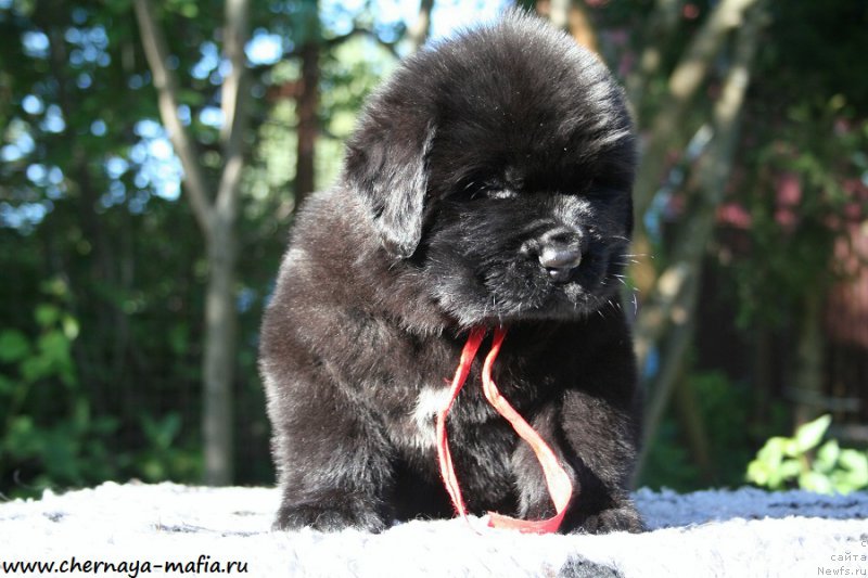 Фото: ньюфаундленд Chernaya Mafia Ace in the Hole (Черная Мафия Асе ин тхе Холе)