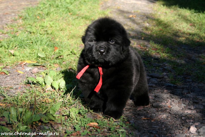 Фото: ньюфаундленд Chernaya Mafia Ace in the Hole (Черная Мафия Асе ин тхе Холе)