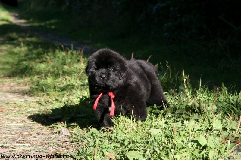 Фотография № 189482