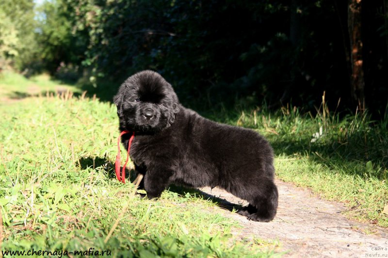 Фотография № 189483