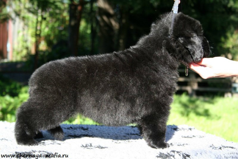 Фото: ньюфаундленд Chernaya Mafia А Kind of Magic (Черная Мафия А Кинд оф Магик)