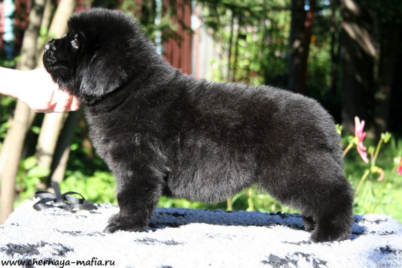 Фото: ньюфаундленд Chernaya Mafia А Kind of Magic (Черная Мафия А Кинд оф Магик)