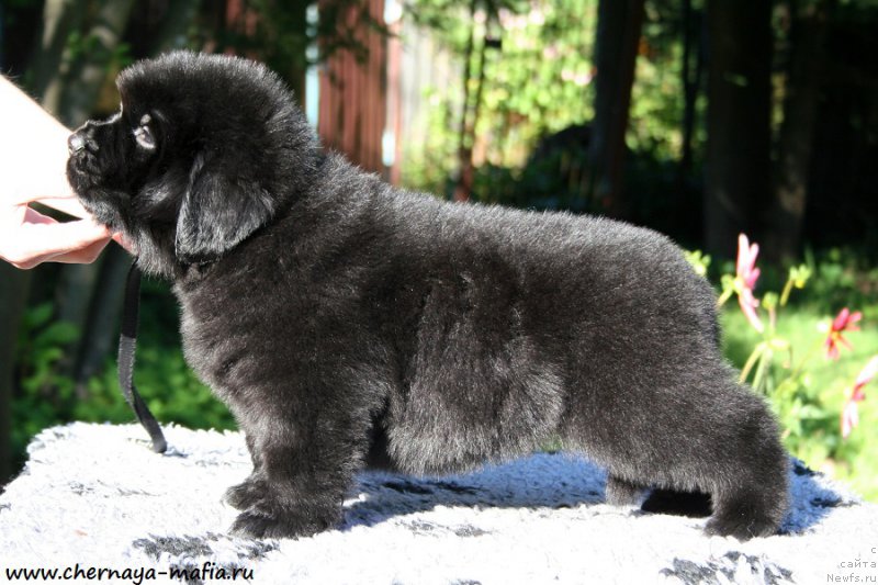 Фотография № 189487