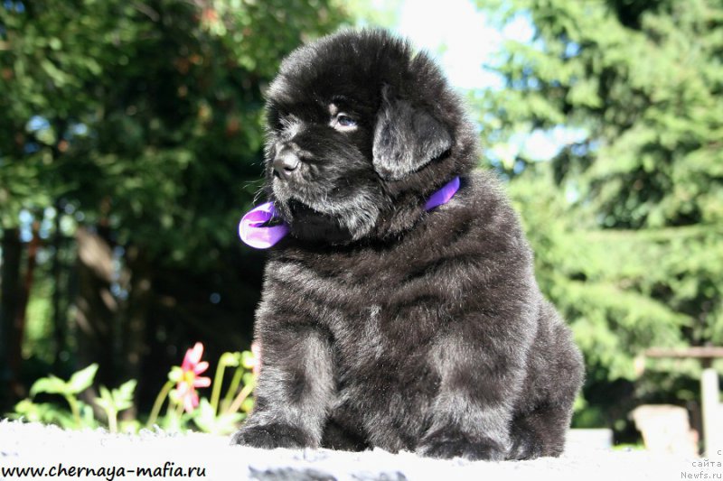 Фото: ньюфаундленд Chernaya Mafia А Kind of Magic (Черная Мафия А Кинд оф Магик)