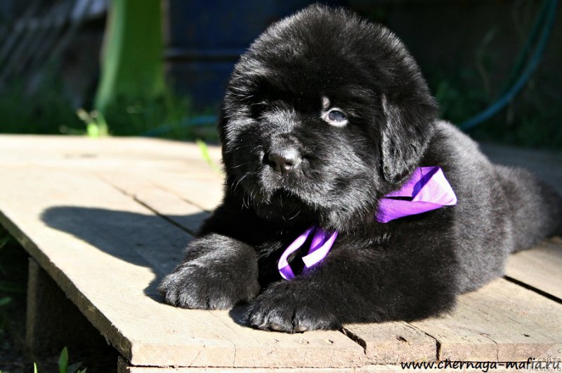 Фото: ньюфаундленд Chernaya Mafia А Kind of Magic (Черная Мафия А Кинд оф Магик)