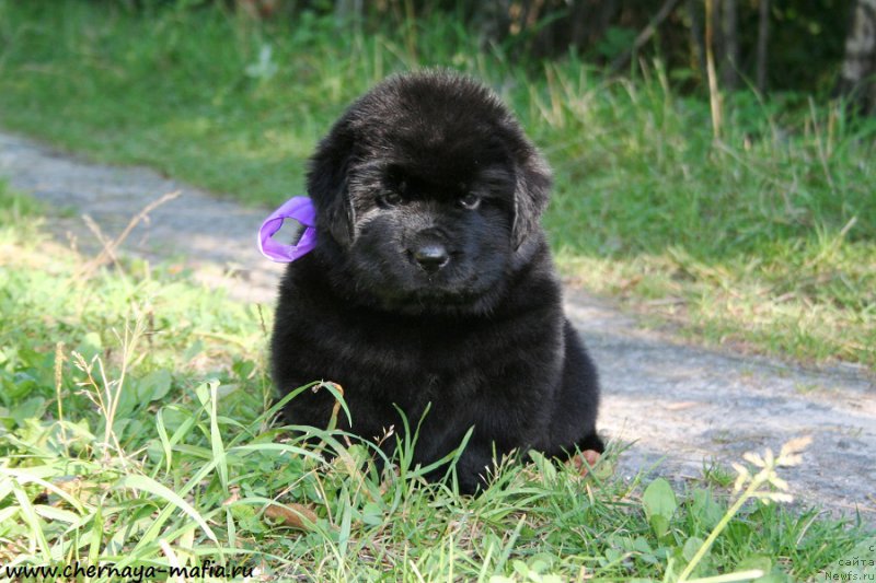 Фото: ньюфаундленд Chernaya Mafia А Kind of Magic (Черная Мафия А Кинд оф Магик)