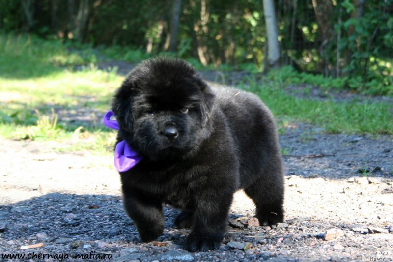 Фотография № 189492