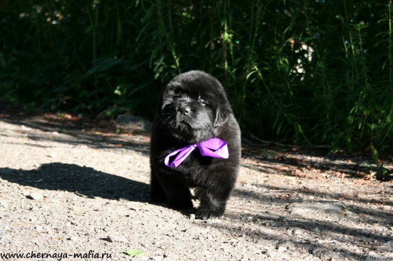 Фотография № 189493