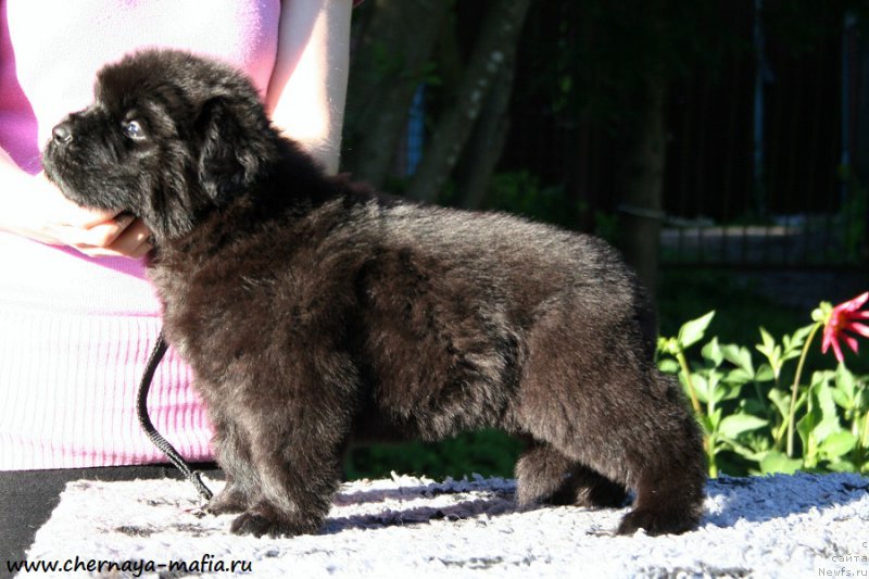 Фотография № 189495