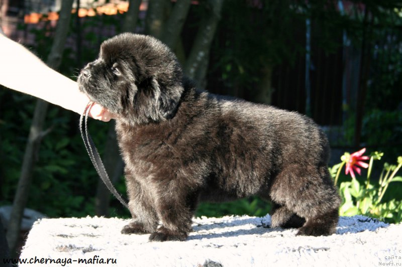 Фото: ньюфаундленд Chernaya Mafia Аll Rights Reserved (Черная Мафия Алл Ригхтс Ресервед)