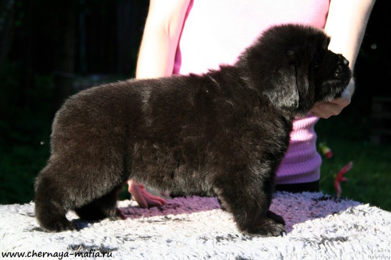 Фотография № 189498