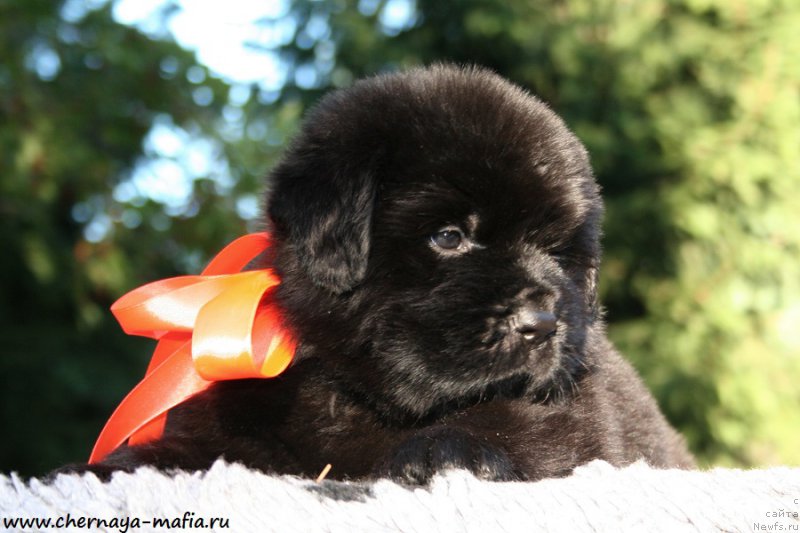 Фотография № 189499