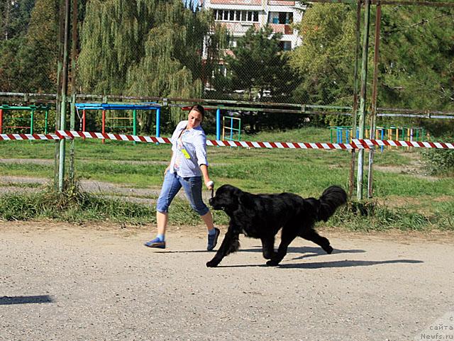 Фото: ньюфаундленд Potap Fidel' (Потап Фидель)