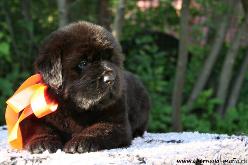 Фотография № 189500