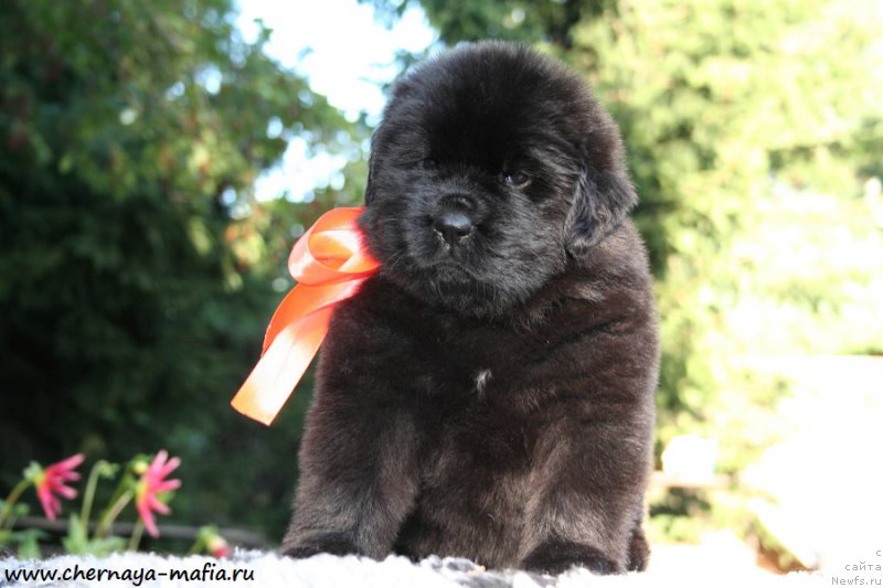 Фотография № 189501