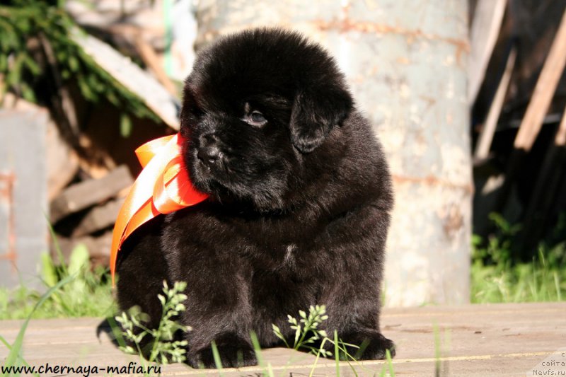 Фотография № 189502