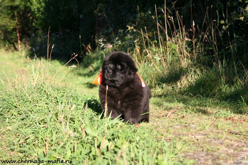 Фотография № 189503