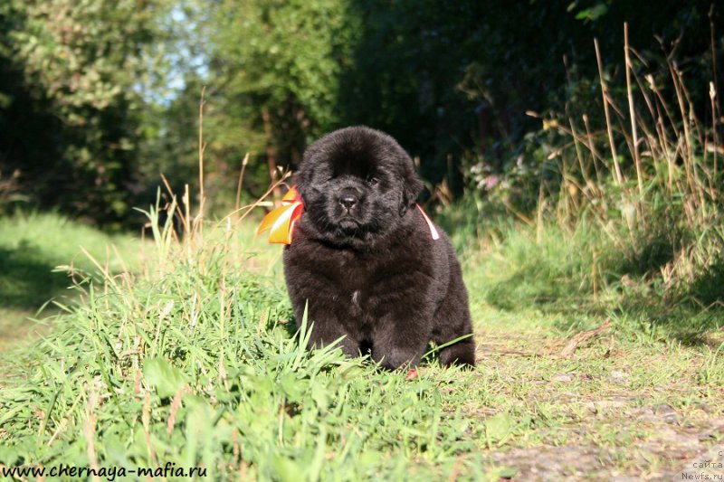 Фотография № 189504