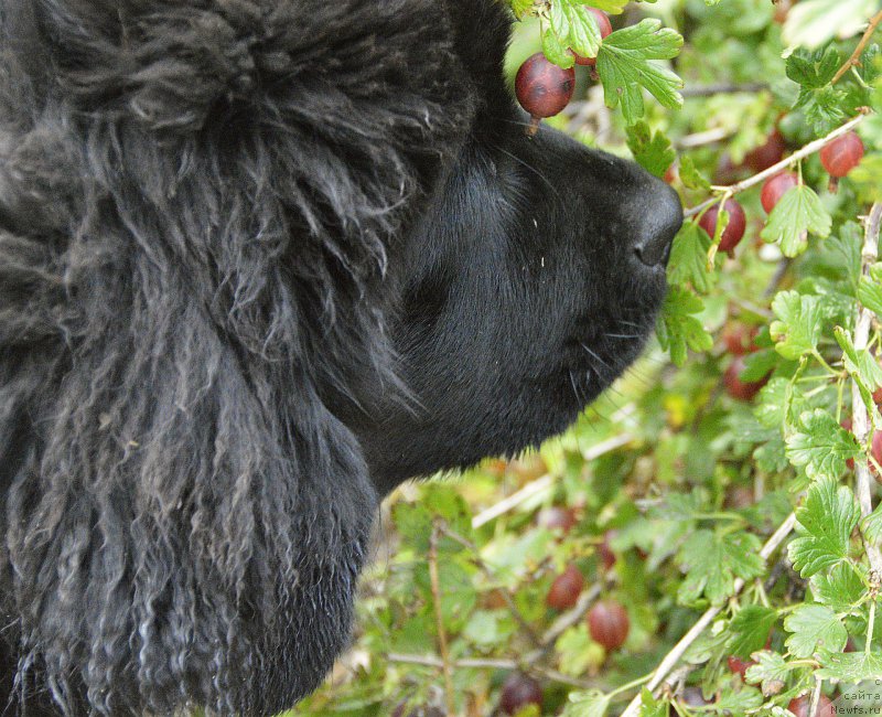 Фото: ньюфаундленд Smigar Yungfrau Yuliana (Смигар Юнгфрау Юлиана)