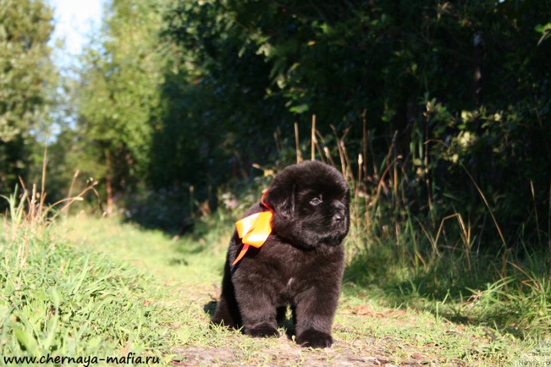 Фотография № 189506