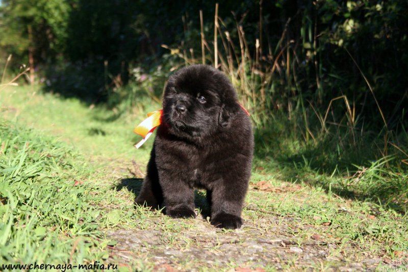 Фотография № 189511