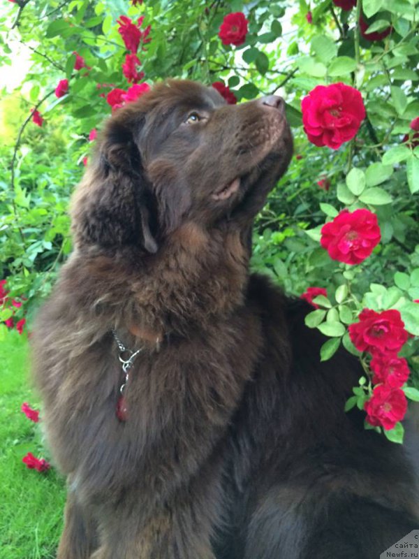 Фото: ньюфаундленд Kiper Soul Perfekt Viktori (Кипер Соул Перфект Виктори)