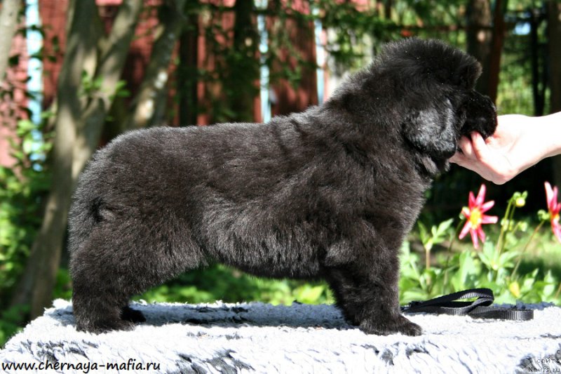 Фото: ньюфаундленд Chernaya Mafia Аngel Among Us (Черная Мафия Ангел Амонг Ус)