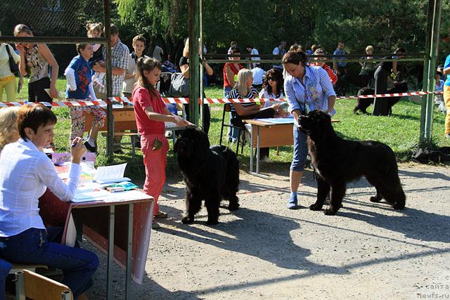Фото: ньюфаундленд Toptyijka Nyeydjil ot Nadin (Топтыжка Нэйджил от Надин), ньюфаундленд Potap Fidel' (Потап Фидель)