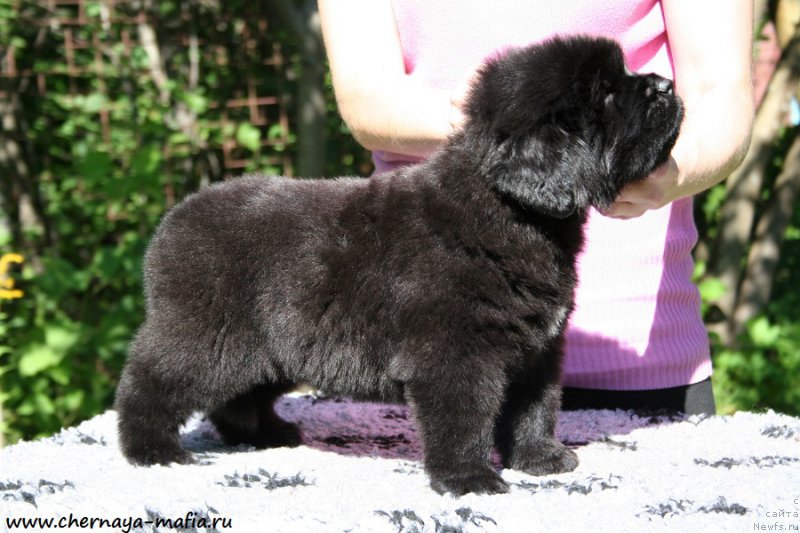 Фото: ньюфаундленд Chernaya Mafia Аngel Among Us (Черная Мафия Ангел Амонг Ус)