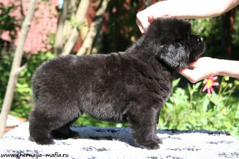 Фото: ньюфаундленд Chernaya Mafia Аngel Among Us (Черная Мафия Ангел Амонг Ус)