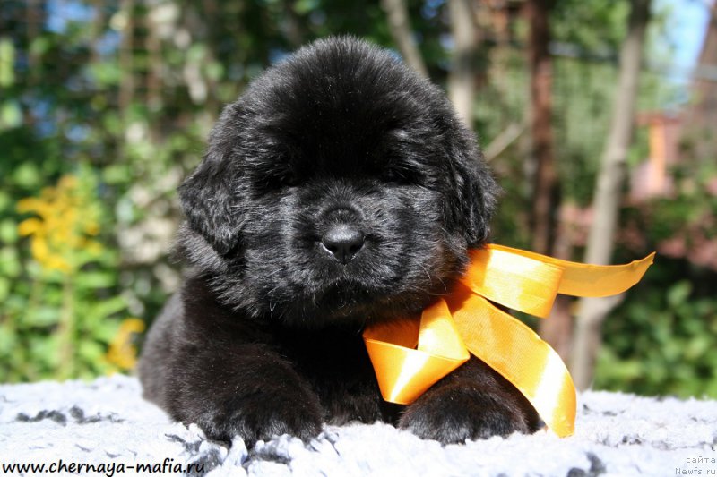 Фото: ньюфаундленд Chernaya Mafia Аngel Among Us (Черная Мафия Ангел Амонг Ус)