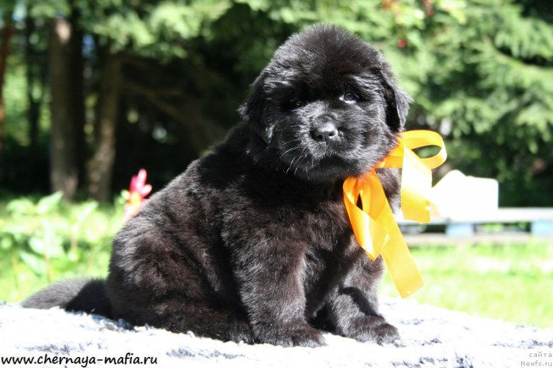 Фото: ньюфаундленд Chernaya Mafia Аngel Among Us (Черная Мафия Ангел Амонг Ус)