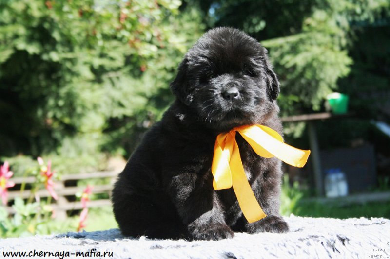 Фото: ньюфаундленд Chernaya Mafia Аngel Among Us (Черная Мафия Ангел Амонг Ус)