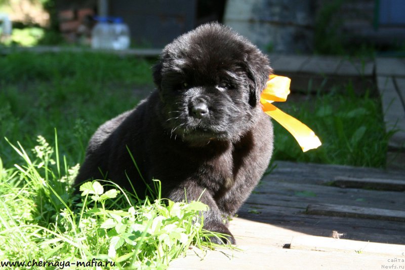 Фото: ньюфаундленд Chernaya Mafia Аngel Among Us (Черная Мафия Ангел Амонг Ус)