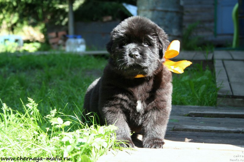 Фото: ньюфаундленд Chernaya Mafia Аngel Among Us (Черная Мафия Ангел Амонг Ус)