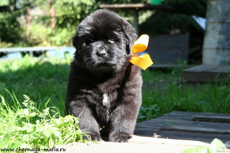 Фотография № 189529