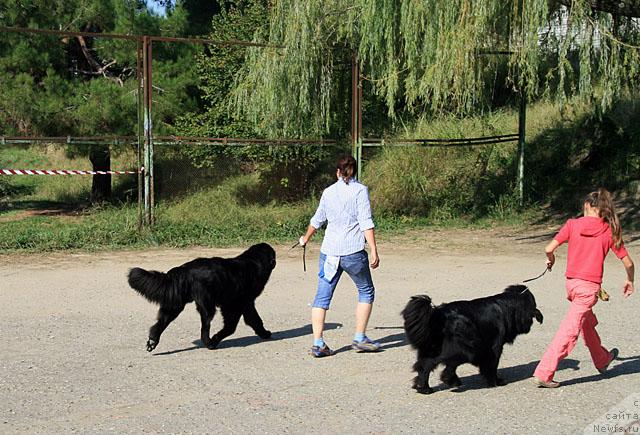 Фото: ньюфаундленд Toptyijka Nyeydjil ot Nadin (Топтыжка Нэйджил от Надин), ньюфаундленд Potap Fidel' (Потап Фидель)