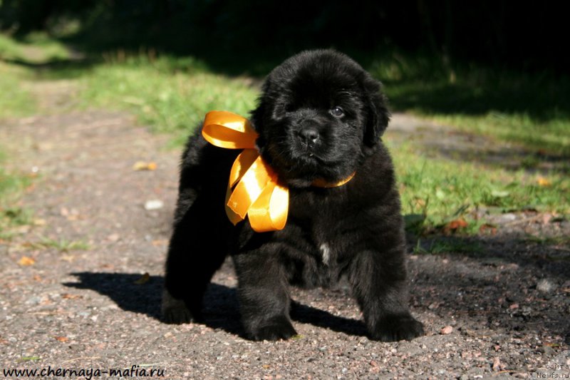 Фотография № 189531