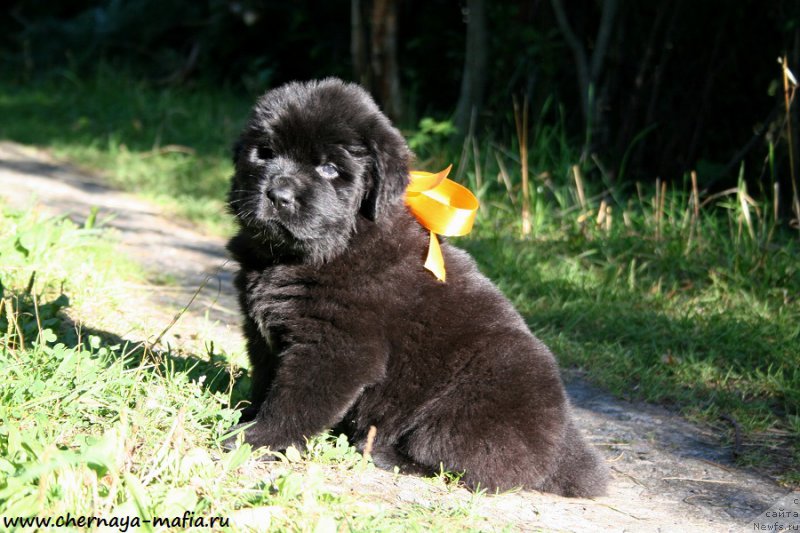 Фотография № 189532