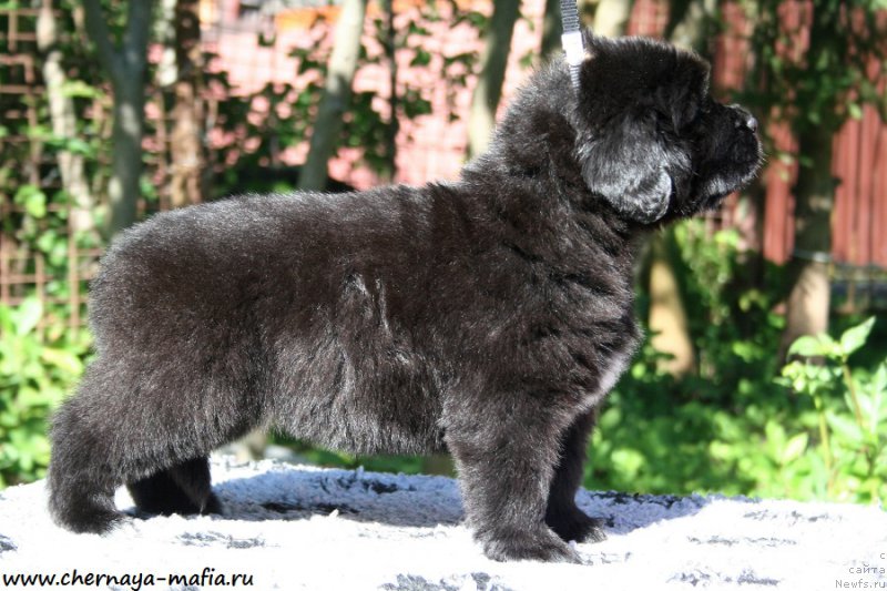 Фотография № 189533