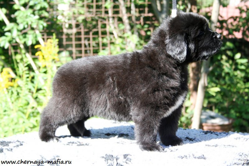 Фотография № 189534