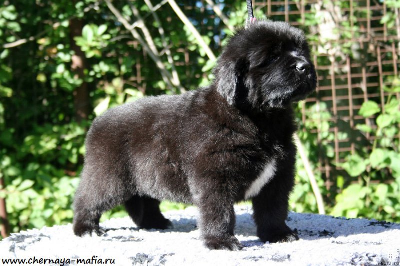 Фотография № 189535